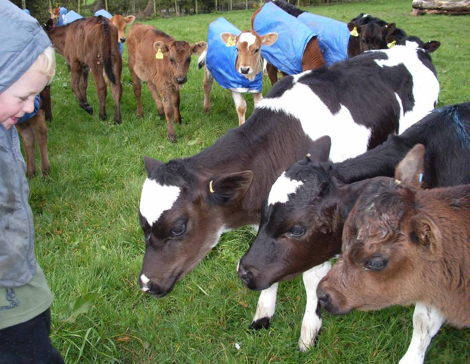Introduction to rearing calves Cattle farming starts with calves. This guide looks at the key aspects of rearing and growing calves to meet the targets we need to achieve.