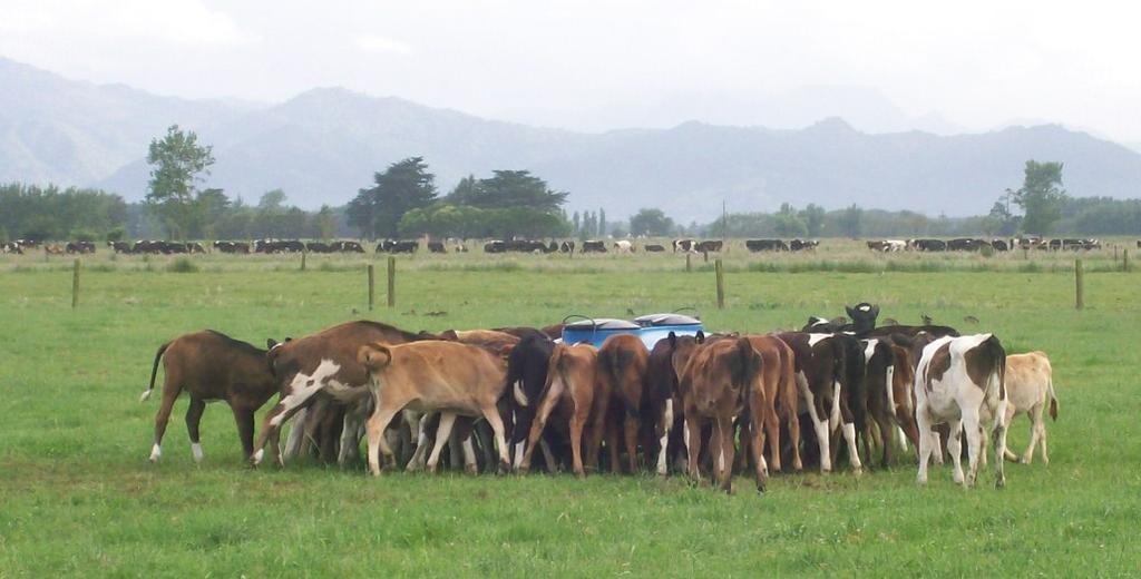 Principles of calf rearing There is one aim in rearing calves regardless of which system you use.