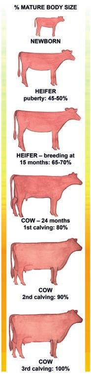 2.1 Dairy calf and heifer health care A. Development phases from a calf to a cow Newborn calves are probably the most important animals on the dairy farm. They are the future of the herd.