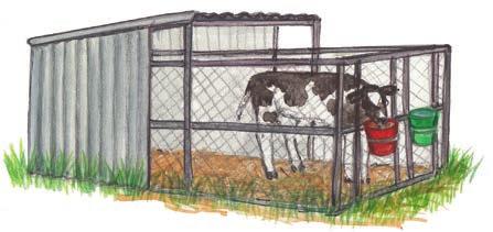 Calves that are exposed to extreme temperatures grow more slowly and are more likely to get sick.