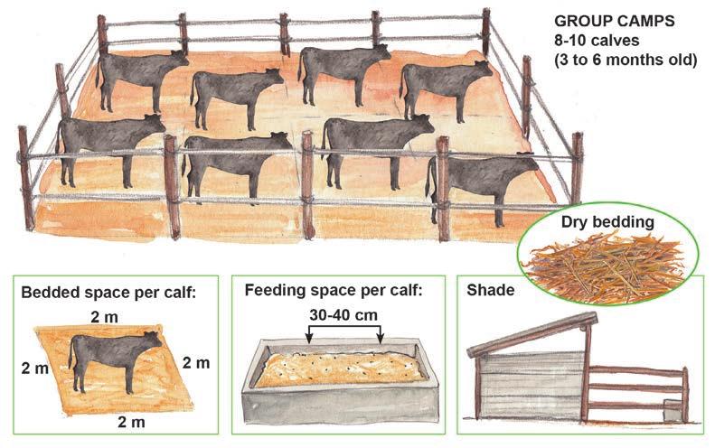 D. Calf camps for group rearing after weaning After weaning, calves can be housed in small groups according to age and size. Grouping can reduce the labour needed to feed and keep calves clean.