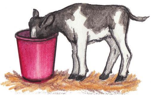 The Milk SA guide to dairy farming in South Africa There are two reasons for storing colostrum: Colostrum is frozen for the purpose of providing antibodies in emergency cases.