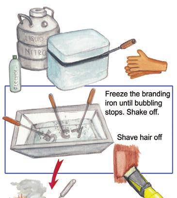 The Milk SA guide to dairy farming in South Africa Marking with a hot iron Step 1: Use a separate iron for each character of the mark. It is easier.