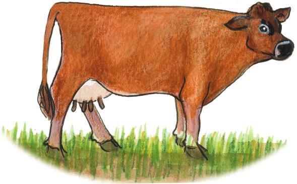 Keep track of your heifer s growth and progress, by using a growth chart.