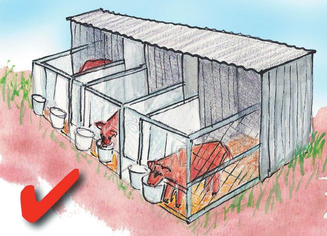 Calf pen Divided into smaller individual spaces for young calves to live and sleep in.