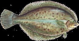 length) Striped Bass or Hybrid Striped Bass 2 fish at 28 Del.