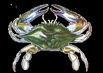 15 for exceptions) Blue Crab (point to point) Peeler or Shedder 3