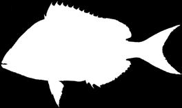 Kingfish White Perch Scup