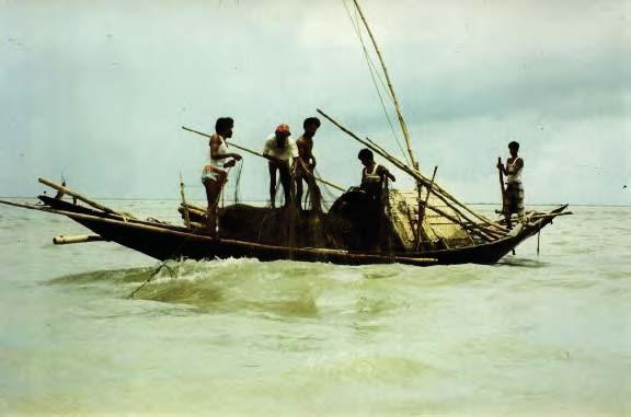 Assessments of the Indian mackerel (Rastrelliger kanagurta) and the Hilsa shad (Tenualosa