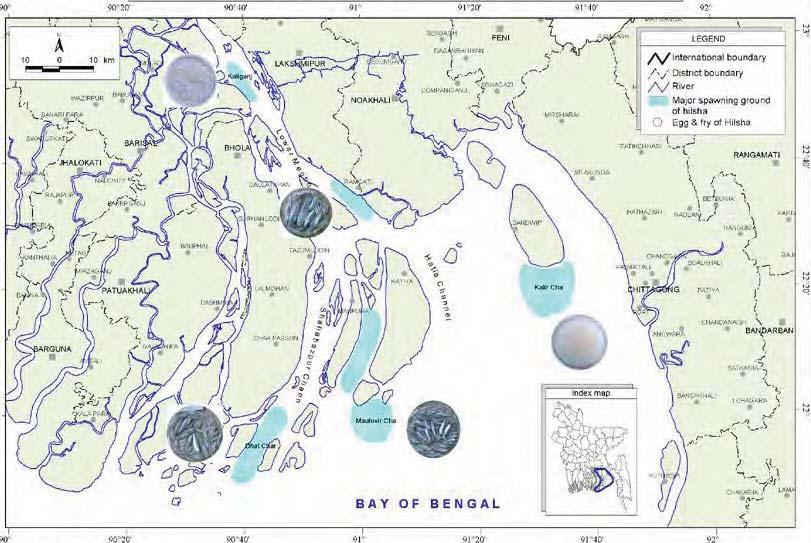 3 FISHERIES ASSESSMENTS HILSA 3.1 HILSA IN BANGLADESH A review of the hilsa shad (T.