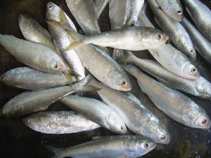 Figure 7: Hilsa shad in West Bengal Source: Mukherjee (2010) Given the importance of seasonal flooding in the migration and distribution of hilsa, one important consideration is the Farakka Barrage,