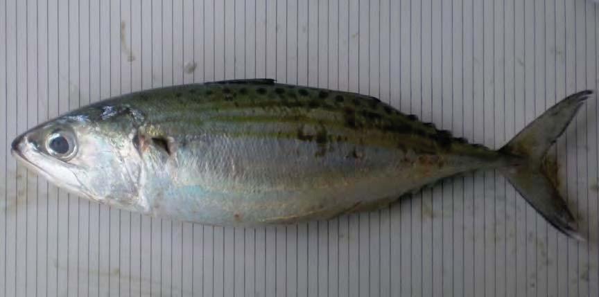 Assessments of the Indian mackerel (Rastrelliger kanagurta) and the Hilsa shad (Tenualosa ilisha)