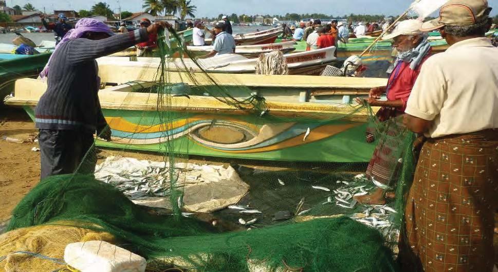 Figure 2: Small mesh gillnet vessels in Negombo - sorting the catch Source: Poseidon The beach seine fishery is a very small-mesh traditional fishing method in designated zones of the sub-littoral