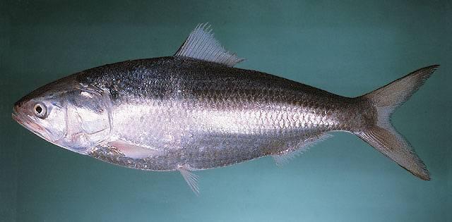 Assessments of the Indian mackerel and hilsa shad fisheries in the Bay of Bengal 3 REGIONAL SYNTHESIS HILSA SHAD 3.1 OVERVIEW 3.1.1 Biology of the hilsa shad The hilsa shad, Tenualosa ilisha, is a clupeid (i.