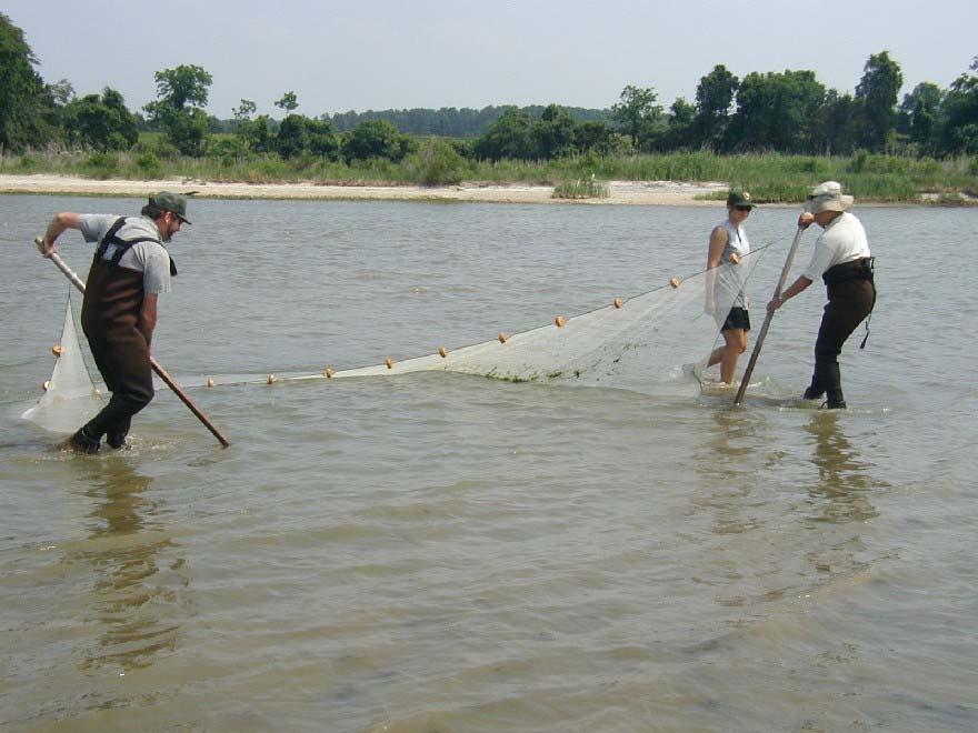 Seining fish near the entrance to Pope s Creek,