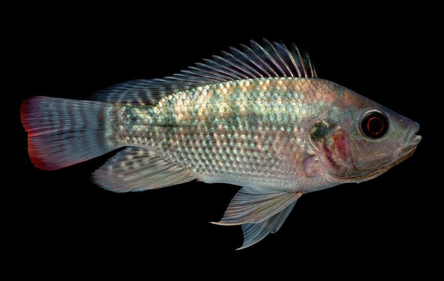 Figure 3. Nile tilapia (Oreochromis niloticus niloticus).