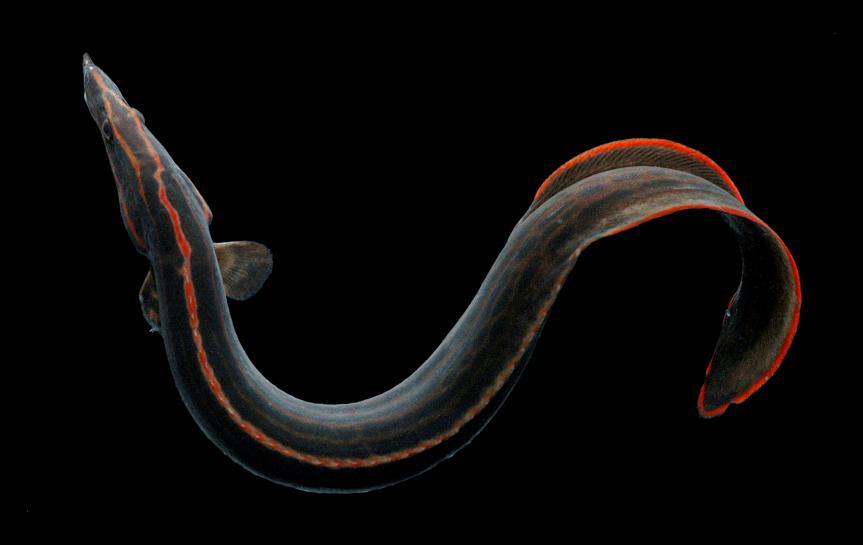 Figure 10. Fire eel Mastacembelus erythrotaenia.