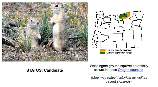 Example Washington Ground Squirrel Not in