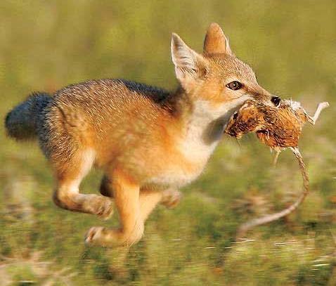 scavengers consume prey with rodenticides present in body tissues).