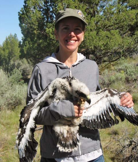 Golden Eagle Eaglet (approx. 5 weeks old) died 7 days after photograph. Two were in nest, younger one was already dead and decayed.