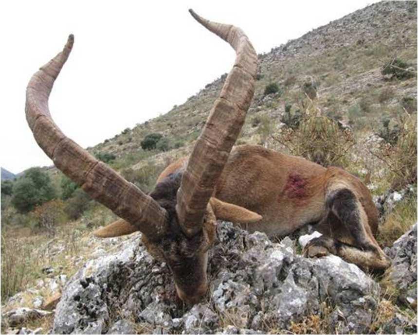 The antlers of this subspecies point backwards, in a typical V-shape and resemble rather those of the Alpine Ibex.