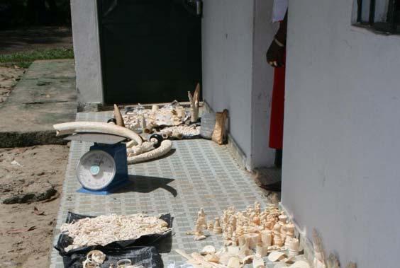 THIS MONTH IN PICTURES A total of 617 items 41 Kgs seized during an operation in The Republic of Congo.