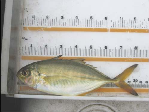 Photo F-1-3 Captured Fish on Measuring Board All personnel involved in the fish-sampling program were trained by NYSDEC in the proper handling of the endangered shortnose sturgeon and the Atlantic