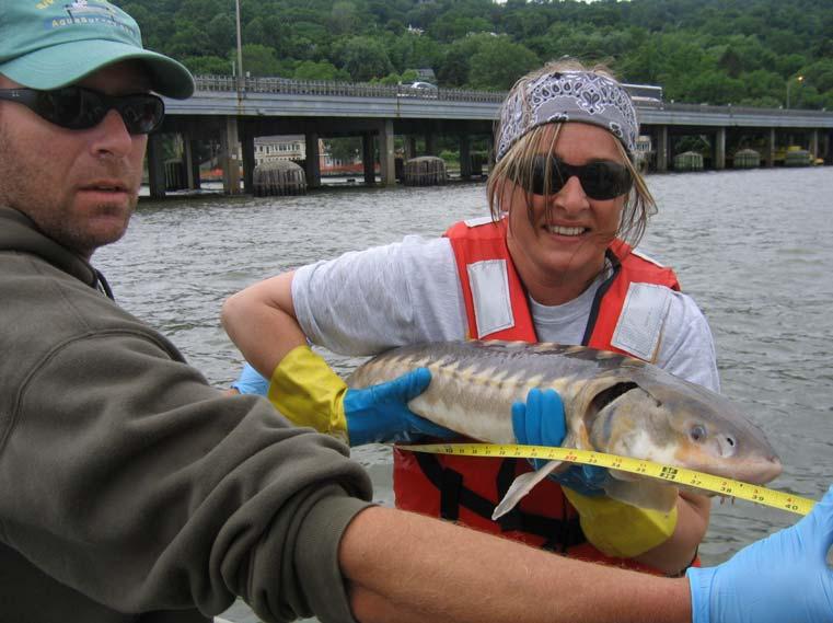Photo F-1-6 Shortnose Sturgeon Captured at the F1 Sampling Location. Note the bridge in the background.