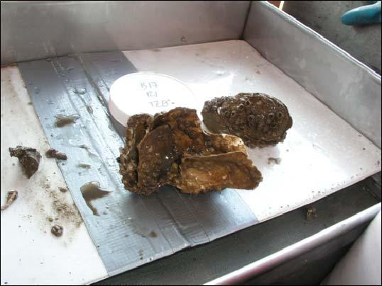Photo F-1-9 Live Oysters Collected During the Benthic Invertebrate Sampling. Several historical oyster beds were identified in the area of the study.