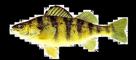 Report of the Lake Erie Yellow Perch Task Group March 28 th, 218 Members: Megan Belore (Co-chair) Andy Cook Matt Faust (Co-chair) Mike Hosack Carey Knight