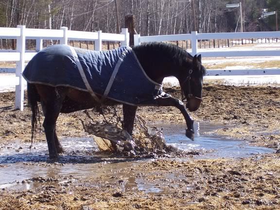 ENVIRONMENT Wet environments produce soft, weak hooves Horses kept in wet environments are