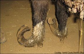 WHY IS HOOF CARE IMPORTANT?