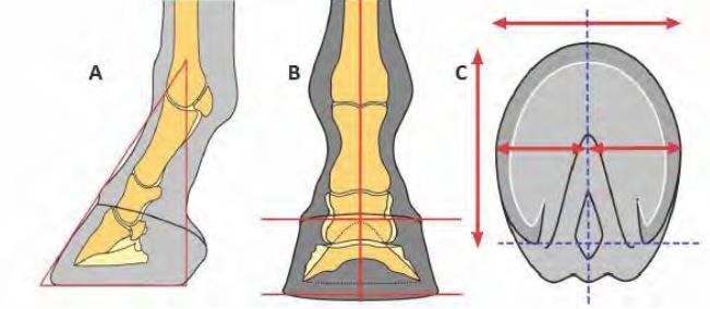 BALANCE (A) Matches the angles of the bony column Pastern angle Coronary band is smooth and continuous (B) Medial to