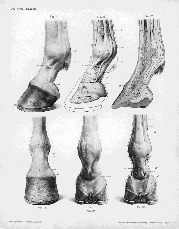 ANATOMY OF THE HOOF The equine hoof is a feat of engineering,comprised of: