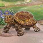 Tortoises live on land and have a thick, hard shell to protect them from predators. Most tortoises eat only plants (herbivores). There are many kinds of tortoises.