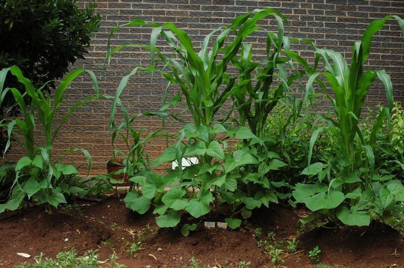 Three Sisters Corn- As older sisters often do, the corn offers the beans needed support.