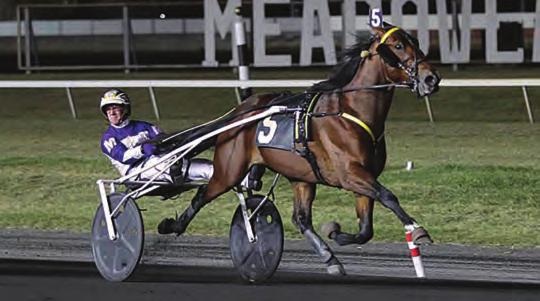3-Year-Old Trotting Colt of the Year WHAT THE HILL Muscle Hill-K T Cha Cha-Angus Hall Yearling Price: $65,000 at the Lexington Selected Sale Breeder~Stan Klemencic Owners~Burke Racing Stable, Our