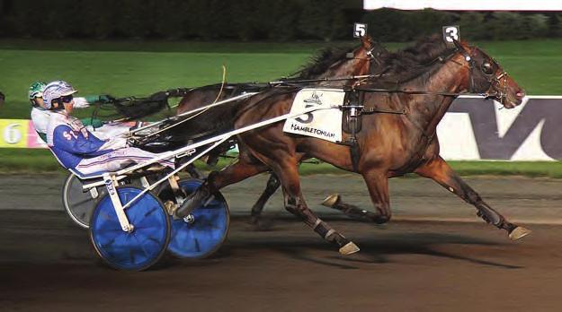 Trotting Horse of the Year MARION MARAUDER Muscle Hill-Spellbound Hanover-Donerail Yearling Price: $37,000 at the Lexington Selected Sale Breeder~William Mulligan Owners~Marion Jean Wellwood & Devin