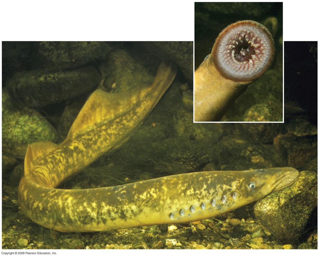 Chordata Hagfish and lampreys Craniates that lack a hinged jaw and paired fins Hagfish only have the notochord for support, but lampreys have a