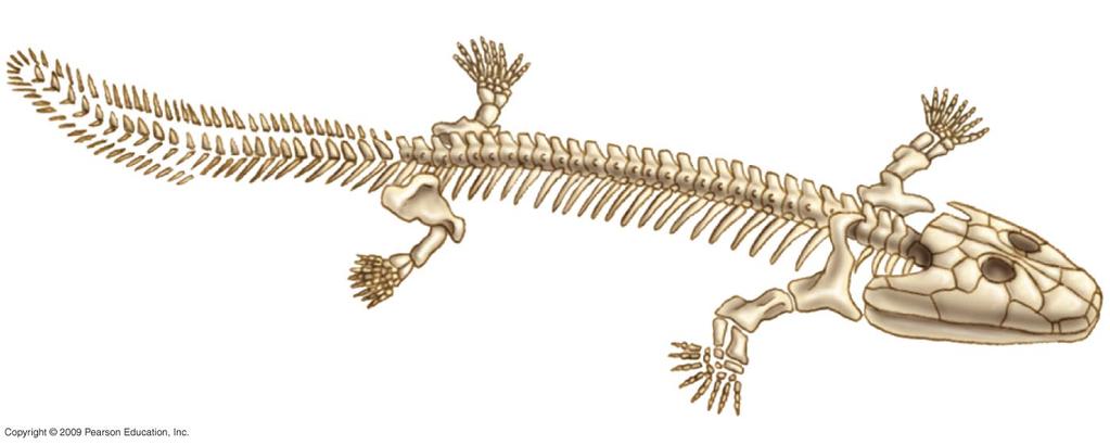 vertebrates with limbs and feet Acanthostega Ichthyostega Tetrapod