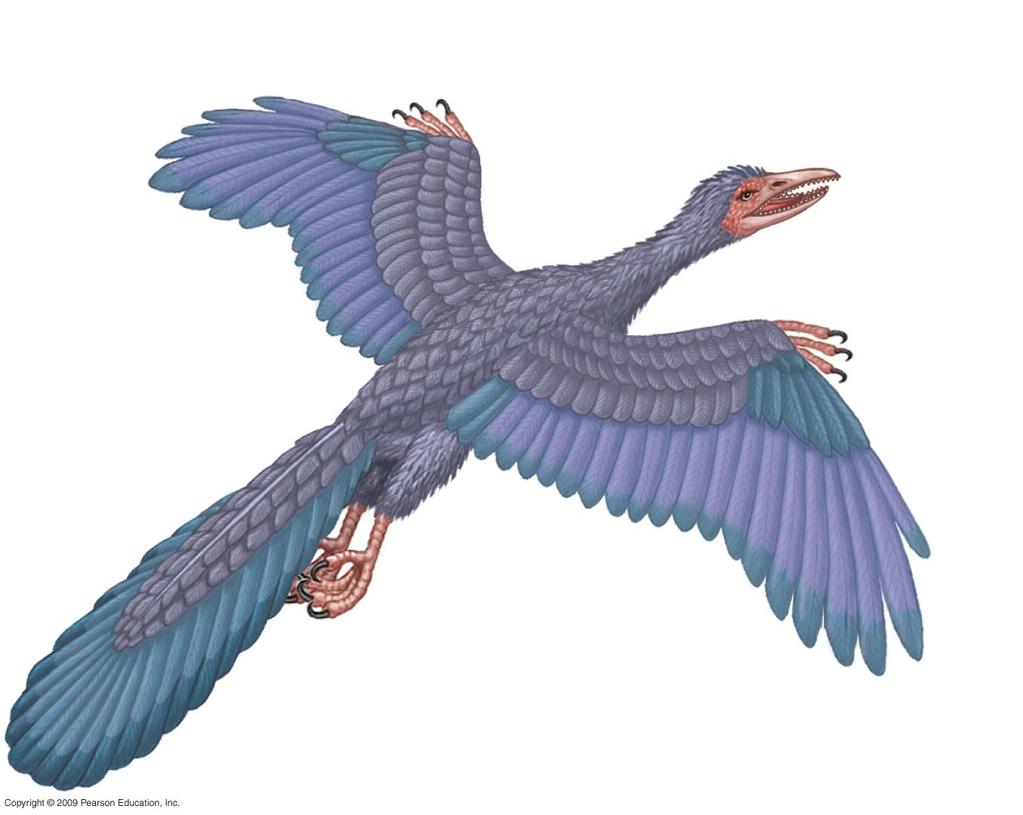 REPTILES (BIRDS) Wing claw (like dinosaur) Teeth (like dinosaur) Birds evolved from two-legged dinosaurs