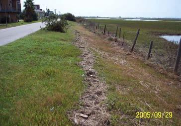 Figure 33. Grass debris line left by Hurricane Rita at 0.6 to 1-m above mean sea level.