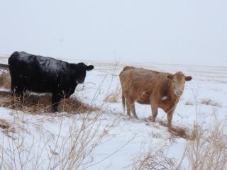 Appendix 1: Photos 1)First photo [REDACTED]: This photo shows two cows, one blonde