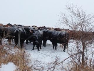 3)Starving cattle: This photo shows the smaller black cows in the foreground, with red and blonde cows behind, huddled