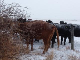 The black cow in the centre of the picture facing us, was one of the most emaciated, and had the front legs splayed