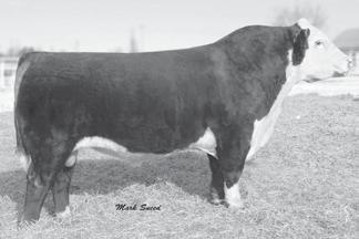 5 WW 57 YW 92 Milk 34 M&G 62 AI sire from Select Sires and Ned and Jan Ward. We were able to purchase the walking rights of this Breed Legend. Known for his calving ease and great females.