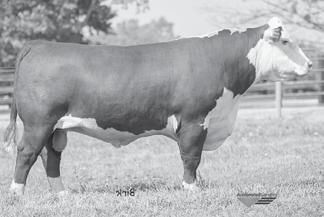 5 WW 57 YW 91 Milk 27 M&G 55 AI Sire from Accelerated Genetics Bred by Hoffman s in Nebraska, sired by the Popular REDEEM bull Moderate BW and outstanding udders bred in BOYD LEGACY 3001 NJW 1Y