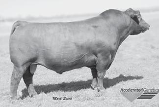 RED ANGUS REFERENCE SIRES FRITZ JUSTICE 8013 Reg.: 1255322 BD: 1/31/08 BW: 74 205: 801 365: 1321 CED 9 BECKTON LANCER F442 T BUF CRK PATRIOT M183 BW -1.