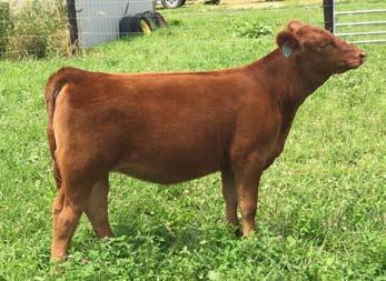 smoking good open or bred. So, I brought him 2 high quality heifer calves, and YOU get to decide which female suits your selection.