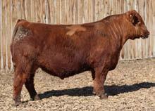 Sale. This exciting mating is sure to produce offspring with tremendous eye appeal, with an outstanding EPD package of calving ease and growth, coupled with carcass value to make